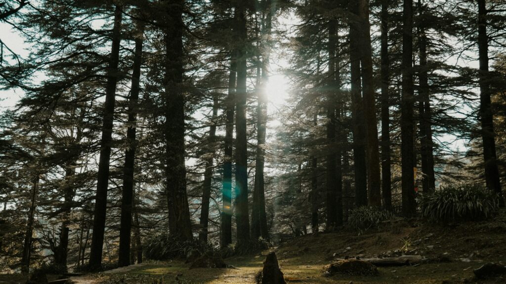 Meditation centre in McLeod Ganj surrounded by tall pine trees and peaceful natural scenery